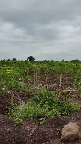 The video shows a field of young papaya trees. The trees are planted in rows in dark soil. Some of the rows have irrigation channels with water in them. The sky is overcast. The camera is moving forward, looking at the rows of trees.