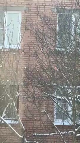 The video shows four bullfinches perched on the branches of a bare tree. The tree is located in front of a brick building with white-framed windows. There are traces of snow on some of the branches of the tree. The scene is shot from a ground-level perspective. The lighting appears to be daylight.