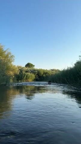 A person is swimming in a body of water surrounded by vegetation. The water is calm and reflects the blue sky. The person is visible from the shoulders up, with their head above the water. They appear to be swimming towards the right side of the frame. The vegetation on either side of the water consists of tall reeds and leafy bushes. In the distance, there are more trees and bushes. The sky is clear and blue, indicating a sunny day.