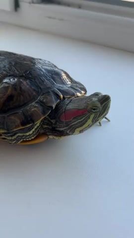 A red-eared slider turtle is positioned on a white windowsill. The turtle is facing to the right, with its head slightly extended. Its shell is dark brown and green, with a textured pattern. The turtle's head has yellow and black stripes, and a distinctive red patch behind each eye. A hand enters the frame from the left and gently touches the turtle's shell before retracting. The background shows a window with a screen and a hint of greenery outside, suggesting daylight. The setting appears to be indoors, likely in a home in Oryol, Russia, given the provided context. The overall mood is calm and curious, as the turtle seems undisturbed by the interaction.