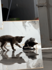 Kittens play on reflective floors in Jos home