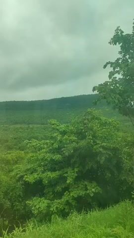 This video captures a serene natural landscape under an overcast sky. The foreground is dominated by lush green foliage, with various trees and tall grasses obscuring the view slightly. In the mid-ground, a dense forest blankets rolling hills, creating a vibrant green carpet. Further in the distance, a broad, flat-topped mountain rises, its slopes covered in vegetation, blending into the hazy horizon.

The time of day appears to be either early morning or late afternoon, given the diffused light and the cloudy sky, which suggests impending or recent rain. The weather is cool and damp, enhancing the richness of the greenery. The scene conveys a sense of peace and tranquility, inviting viewers to immerse themselves in the natural beauty of the environment.

The location is identified as Budhni, India, a region known for its natural landscapes. The video does not contain any people or man-made objects, focusing solely on the unspoiled natural world. There is no visible text within the video. The overall impression is one of a quiet, beautiful day in the Indian countryside.