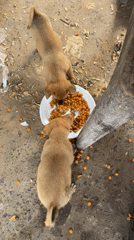 Morning market scenes and pet feeding documented in Vietnam