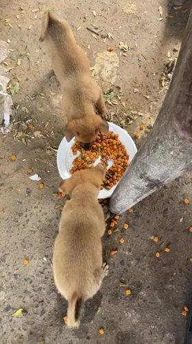 Morning market scenes and pet feeding documented in Vietnam