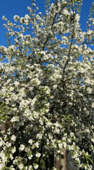 Spring moments captured in rural Dubovaya, Russia