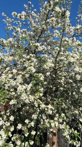 Spring moments captured in rural Dubovaya, Russia