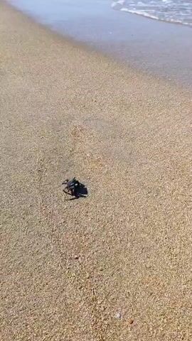 A tiny sea turtle is shown crawling on a sandy beach towards the ocean. The waves are gently washing onto the shore, and the turtle is making its way towards the water. The video focuses on the turtle's journey to the sea.