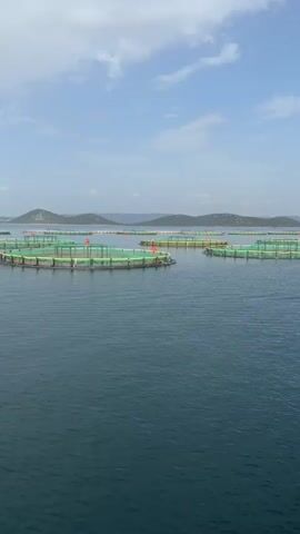 The video shows a wide shot of a calm, deep blue body of water under a bright, partly cloudy sky. In the distance, a series of large, circular fish farms are visible. These farms consist of green nets suspended in the water by a circular structure, with orange buoys marking their perimeters. The farms are spread out across the water, with hills and islands visible in the far background. The water appears still, with only gentle ripples. The overall impression is of a serene, open-air aquaculture operation.