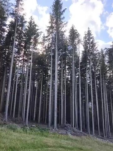 This is a video of a forest with tall evergreen trees. The camera pans from left to right, showing the trees in the foreground and a grassy area with mountains in the distance. The sky is blue with some white clouds. There are no people or objects visible in the video.