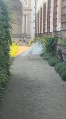 White peacock displays plumage on Prague gravel path