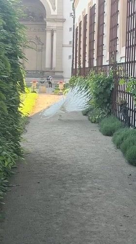 White peacock displays plumage on Prague gravel path