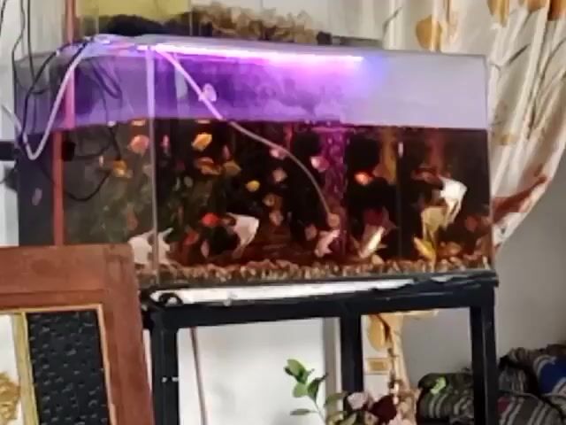 The video shows an aquarium filled with fish. The aquarium has a purple light at the top. There are many fish swimming in the tank, of various colors and sizes. Some of the fish are white and black angelfish. The aquarium is on a black stand. In the background, there are curtains. To the left of the aquarium, there is a wooden object with a dark frame and a gold design in the center. There are also some plants and flowers visible below the aquarium. The overall scene appears to be indoors, likely in a home setting.