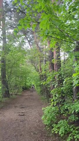 The video shows a dirt path leading through a forest. The path is lined with trees and lush green foliage. In the distance, several individuals are walking along the path. A person holding a smartphone steps into frame on the right and appears to be recording or photographing the scene. The overall impression is one of tranquility and natural beauty.