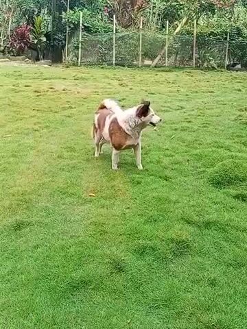 A dog is running in a yard. The yard is covered in green grass. There is a fence in the background with some trees and bushes behind it. There are also some potted plants on a ledge on the right side of the frame. The dog is brown and white and appears to be in motion.