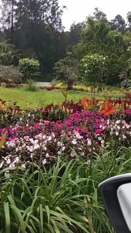 The video captures a lush garden landscape with a variety of flowers and trees. In the foreground, there are tall green plants and a colorful flower bed featuring pink, white, and dark red blooms, interspersed with yellow and orange flowers. Further back, there is a neatly mowed green lawn, a pathway, and a dense collection of trees and shrubs, including ferns and what appear to be topiaries. The overall impression is one of a well-maintained botanical garden or park. The camera appears to be mounted on a vehicle, as indicated by a portion of a car's interior visible at the bottom right of the frame. The lighting suggests it is daytime, with an overcast sky.