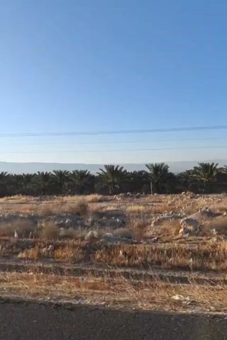 A stationary video captures a landscape scene under a clear blue sky. The foreground is dominated by dry, yellowish-brown grass and scattered rocks. In the mid-ground, a line of palm trees stretches horizontally across the frame, indicating a cultivated area or an oasis. A utility pole with wires is visible amidst the trees in the upper portion of the image, suggesting human infrastructure in the vicinity. The background features hazy mountains or hills. The overall environment appears arid and sun-drenched.