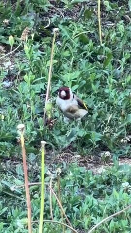 A bird with a red face and black and white markings pecks at the ground in a grassy area with dandelions.