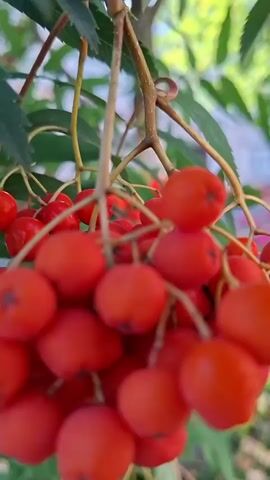 A close-up shot of a cluster of bright red berries hanging from a branch, with green leaves and a blurred background of a building and other foliage. The camera focuses on the berries, with some in sharp focus and others blurred. The lighting appears to be natural daylight.
