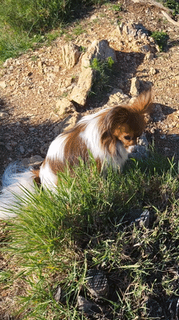 Casual coastal observations recorded across Budva, Montenegro waterfront