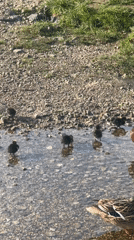 Ducks with ducklings and residential street captured in Stamford