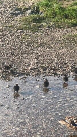 The video shows a group of ducks and ducklings in a shallow, gravelly puddle near a grassy area. Several adult ducks are standing or sitting in the water, while a group of small, dark ducklings are paddling around. The adult ducks include both male and female mallards, recognizable by their distinct color patterns. The ducklings are small and fluffy, and they appear to be exploring their surroundings. The area around the puddle is covered with small rocks and pebbles, with patches of green grass visible on the periphery. The lighting suggests it is daytime, possibly mid-morning or afternoon.