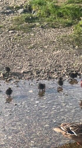 Ducks with ducklings and residential street captured in Stamford