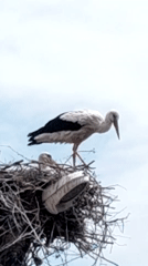 White stork observed in twig nest atop pole