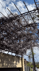 Purple wisteria blooms captured on pergola in Yerevan