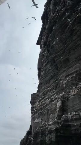 This is a vertical, low-angle video taken from a boat looking up at a sheer, dark, rocky cliff face covered in white guano and moss. Many seagulls are flying around the cliff and in the sky. The sky is overcast and grey. The water is visible at the bottom of the frame. The video pans slightly to the right, revealing more of the cliff face and the birds.