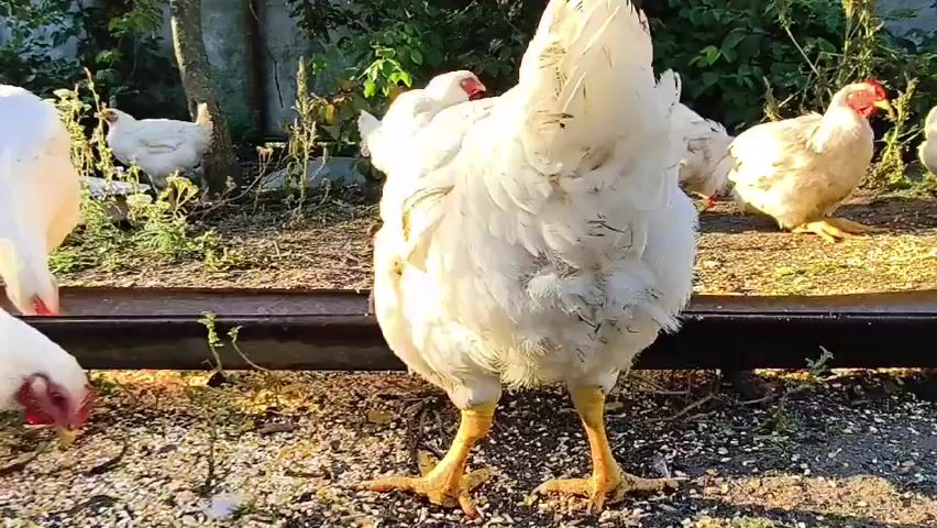 The video shows a close-up, low-angle view of chickens gathered around a metal trough filled with feed. The foreground is dominated by a large white chicken, its body filling the frame. Its yellow legs and feet are visible, as are the scattered seeds on the ground. In the background, other white chickens are visible, some pecking at the feed in the trough. The environment appears to be an outdoor farmyard, with greenery and a wooden fence visible behind the chickens. The lighting suggests it is daytime, possibly late afternoon, with sunlight casting shadows. One chicken in the background has a red comb and wattle.