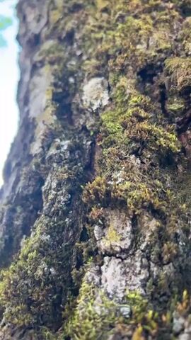 This is a close-up, low-angle shot of a moss-covered tree trunk, likely a birch tree, as indicated by the distinctive white and dark banding visible further up the trunk. The camera is looking upwards towards the sky, which is a clear blue with some green foliage visible from the tree's branches. The moss on the bark is a vibrant green, with some lighter patches of what appears to be lichen. The texture of the bark is rough and uneven, with deep crevices. The sunlight catches parts of the trunk, highlighting the moss and creating a dappled effect. The overall impression is one of nature, growth, and a peaceful outdoor setting. The time of day appears to be daytime, likely morning or afternoon, given the bright sunlight. The weather seems pleasant and clear. The location context of Kaluga, Russia, suggests a temperate climate with deciduous trees that would support moss and lichen growth. There is no visible text in the media.