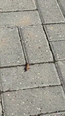 This media file shows a close-up, overhead view of a grasshopper on a paved surface. The grasshopper is the primary subject, a small, brown insect with visible legs and antennae. It is positioned on a cracked, grey paving stone. The paving stones appear to be rectangular and are laid out in a grid pattern. The lighting suggests it is daytime, with a shadow cast by the grasshopper, indicating sunlight. There is no visible text in the media file. The setting appears to be an outdoor environment, likely a pathway or sidewalk, given the paving stones. There are no people or other discernible objects or activities.