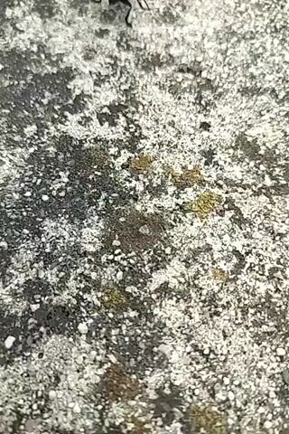 A close-up video shows a black insect with long legs scurrying across a textured, grey surface. The surface appears to be concrete or a similar material, speckled with lighter and darker grey stones and patches of yellowish-green lichen. The insect is the sole focus of the video and is seen from a high-angle perspective. Its movement is quick and erratic.