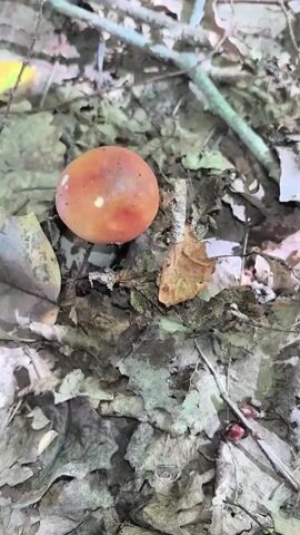 The video shows a close-up of a person's hand picking a mushroom from the forest floor. The mushroom has a brown cap and a white stem. The forest floor is covered with fallen leaves and twigs. The lighting is natural and appears to be from the sun filtering through the trees. The video is shot from a top-down perspective.