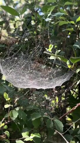 The video captures a close-up view of a large, intricate spiderweb suspended between green leafy branches of a bush. The web, glistening with dew or dust particles, is intricately woven, with numerous radial and spiral threads. Scattered within the web are small, dark specks, likely tiny insects or debris caught in the silk. The surrounding foliage is lush and green, suggesting a natural, outdoor setting, possibly a garden or park. Sunlight filters through the leaves, creating a dappled effect and highlighting the delicate structure of the spiderweb. The overall impression is one of natural beauty and the quiet industry of nature. There is no visible text in the video. The video appears to be shot during the daytime, with bright lighting, suggesting it could be morning or afternoon. The natural setting and the focus on the spiderweb evoke a sense of tranquility and observation of the natural world. Given the provided location context of al-Eizariya, Palestinian Territories, the scene likely depicts an outdoor area within this region, characterized by its Mediterranean flora.
