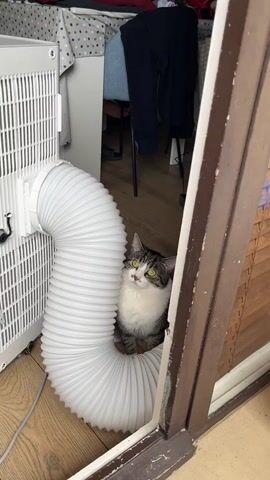 The video begins with a medium shot of a tabby and white cat sitting inside the flexible white tube of a portable air conditioner. The cat is looking up. The camera then pans to the right, showing a blurry blue mug with a white spoon in it, resting on a wooden table. The next shot is a close-up of a bird perched on the ledge of a balcony, behind a black net. Another bird is partially visible behind the first. The camera then zooms in slightly on the bird.