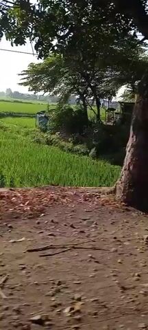 This video shows a perspective from someone riding on a motorcycle. The rider is wearing a black helmet with white stripes and a sticker on the back that appears to be in a foreign language and has the words "IDXPRO APPAREL URBAN STYLE" printed on it. The motorcycle is moving along a rural road. On the left side of the road, there are some small structures and lush greenery, including banana trees. Further in the distance, there are vibrant green rice paddies. On the right side of the road, there are trees and more greenery. The video captures passing glimpses of other vehicles on the road, including a white SUV and a pickup truck. The overall environment suggests a sunny day in a tropical or subtropical region with agricultural landscapes.