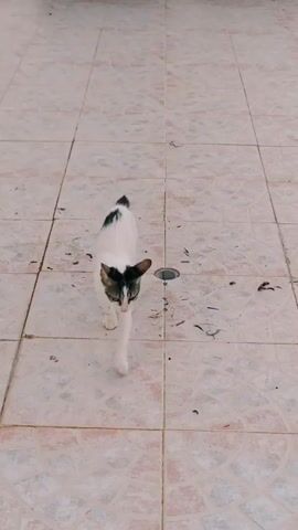 A white cat with black markings on its head and back walks across a tiled floor. A human hand with a ring on one finger reaches out towards the cat, appearing to pet it. The cat then turns and walks away. The environment is an outdoor tiled area, with some debris visible on the ground.