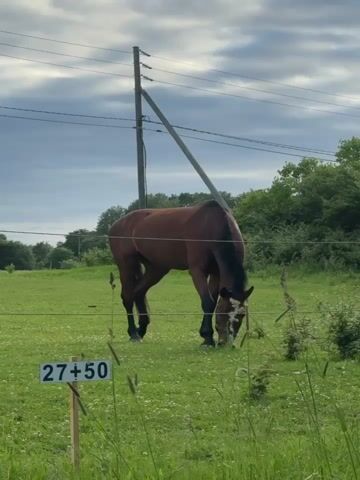 A brown horse grazes in a grassy field under a cloudy sky. A sign with the numbers "27+50" is visible in the foreground. Power lines and a utility pole are present in the background. The horse is the sole subject in the frame, with its head lowered as it eats. The environment appears to be rural or semi-rural, with trees and vegetation surrounding the field.
