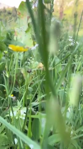 The video is filmed from a low angle, looking through tall green grass and foliage. The foreground is blurred, with large green leaves dominating the view. As the camera moves slightly, the scene opens up to reveal a meadow or field filled with various green plants and wildflowers, including some small white and yellow blooms. In the background, a green, tree-covered mountain rises under a sky with scattered white clouds. The lighting suggests it is daytime, possibly late afternoon or early evening. There are no people or animals visible in the footage. The movement of the camera is subtle and appears to be handheld.