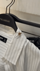 Spider found on clothing rack in Braga store