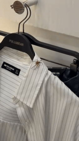 Spider found on clothing rack in Braga store