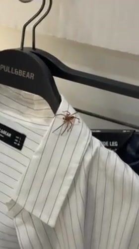 Spider found on clothing rack in Braga store