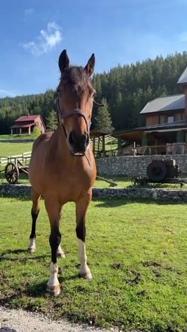 The video shows a brown horse standing in a grassy field on a sunny day. The horse is wearing a bridle. In the background are trees, a fence, a small red building, and a larger wooden building. The horse turns its head and looks around.