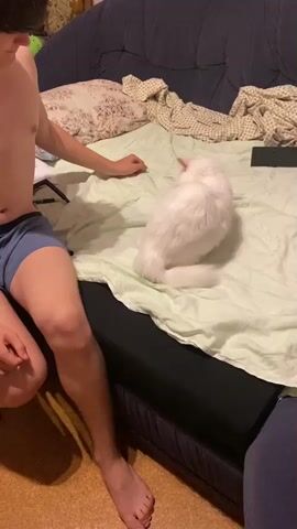 A person wearing blue boxer briefs sits on a bed next to a white cat. The person's left hand is on the bed, and their right hand is raised as if to motion. The cat is facing away from the person and looking towards the right side of the frame. The cat then turns its body and jumps up, turning to face the person. The person's right hand moves down and to the left, and the cat continues to turn and move across the bed. The cat then spins its body and leaps again. The person's legs are visible, and their feet are bare. The bed is covered with a light green sheet and some blankets. The background shows a dark blue couch and pillows. The flooring appears to be wood or laminate.