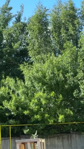 The video shows a bright blue sky and lush green trees. In the foreground, there is a yellow railing and a concrete wall. The trees are dense and appear to be in full bloom, suggesting a warm weather season. The lighting indicates it is daytime, with the sun casting a bright glow. There are no people or animals visible in the frame. The overall scene is one of nature with some man-made elements.