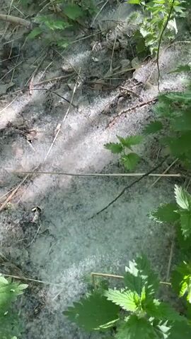 The video shows a hillside covered with nettles and tree seeds, and scattered debris like branches.  The hillside slopes up to a grassy area near a building with parked cars. The light is dappled through the trees.