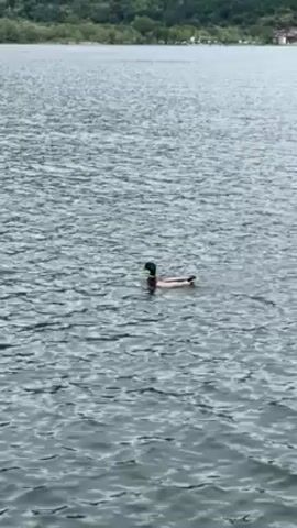 Here's a concise description of the video:

A single duck swims on a body of water, likely a lake, under overcast conditions. The duck is a male Mallard duck, identified by its green head and brown body.  The water is rippled, suggesting a slight breeze.  A forested shoreline is visible in the background.  Sound includes indistinct sounds of calling, possibly "kissing noises," directed toward the duck.