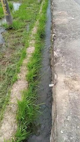 THE VIDEO SHOWS A DITCH OR DRAIN FILLED WITH WATER RUNNING ALONGSIDE A ROAD OR PATHWAY. GREEN GRASS GROWS ALONG THE EDGE OF THE DITCH. A CONCRETE STRUCTURE IS VISIBLE ON THE RIGHT SIDE OF THE DITCH, AND ON THE LEFT SIDE, THERE IS MORE GRASS AND SOME WATER FROM WHAT APPEARS TO BE A RICE PADDI OR FIELD. IN THE BACKGROUND, THERE ARE POLES AND TREES, AND SOME BUILDINGS ARE VISIBLE IN THE DISTANCE. THE WATER IN THE DITCH IS FLOWING. THERE ARE NO PEOPLE VISIBLE IN THE VIDEO.