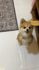 Pomeranian dog observed during treat time and rest in Kuta Selatan